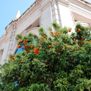 soyoung-han-H9c5n4kBBNM-unsplash Апельсиновое дерево